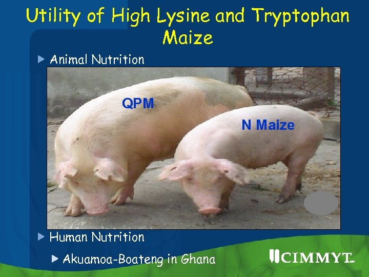 Utility of High Lysine and Tryptophan Maize Animal Nutrition QPM N Maize Human Nutrition