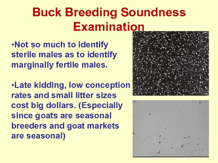 Buck Breeding Soundness Examination • Not so much to identify sterile males as to
