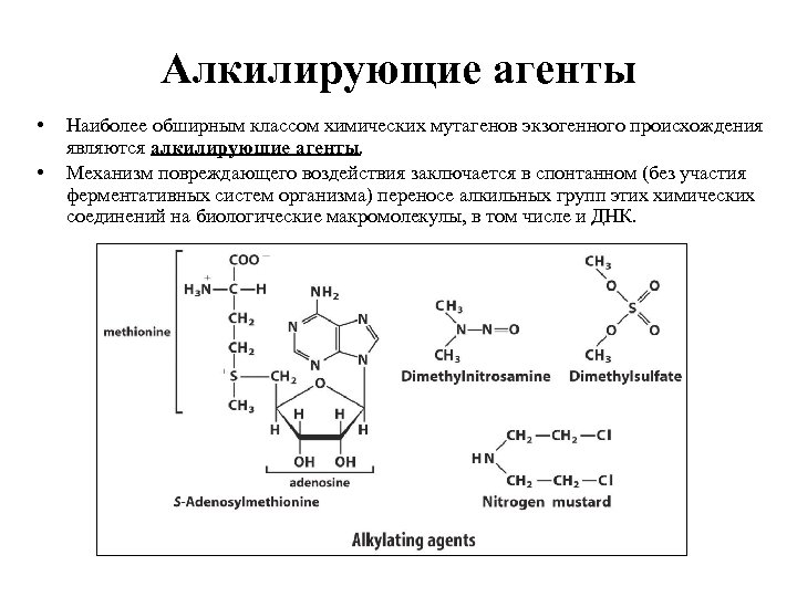 Алкилирующие агенты • • Наиболее обширным классом химических мутагенов экзогенного происхождения являются алкилирующие агенты.
