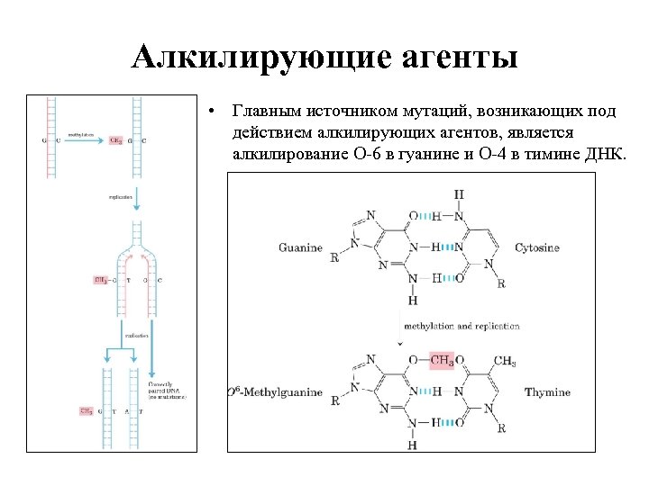 Алкилирующие агенты • Главным источником мутаций, возникающих под действием алкилирующих агентов, является алкилирование O-6