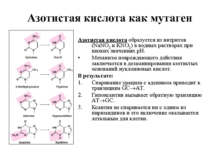Азотистая кислота как мутаген Азотистая кислота образуется из нитритов (Na. NO 2 и KNO