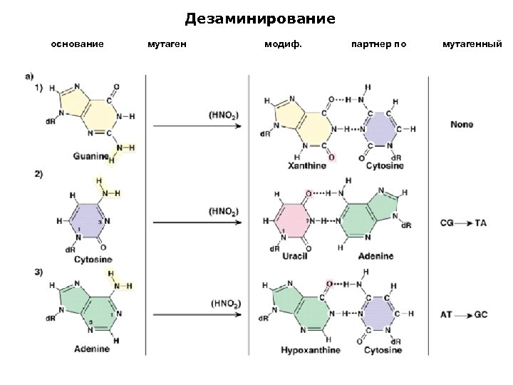 Дезаминирование основание мутаген (азотистая кислота) модиф. основание партнер по спариванию мутагенный эффект 