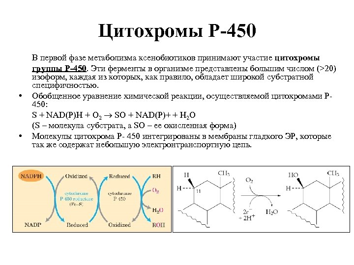 Цитохромы Р-450 • • В первой фазе метаболизма ксенобиотиков принимают участие цитохромы группы Р-450.