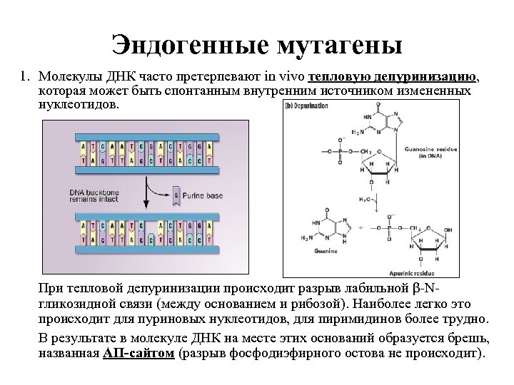 Эндогенные мутагены 1. Молекулы ДНК часто претерпевают in vivo тепловую депуринизацию, которая может быть