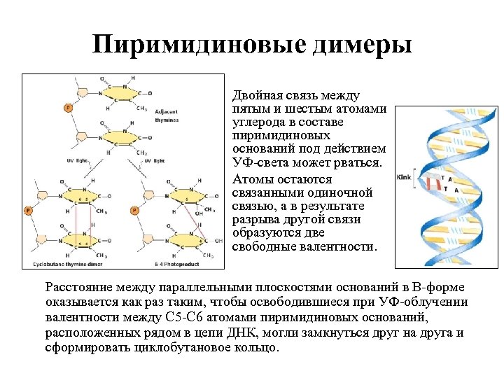 Пиримидиновые димеры Двойная связь между пятым и шестым атомами углерода в составе пиримидиновых оснований