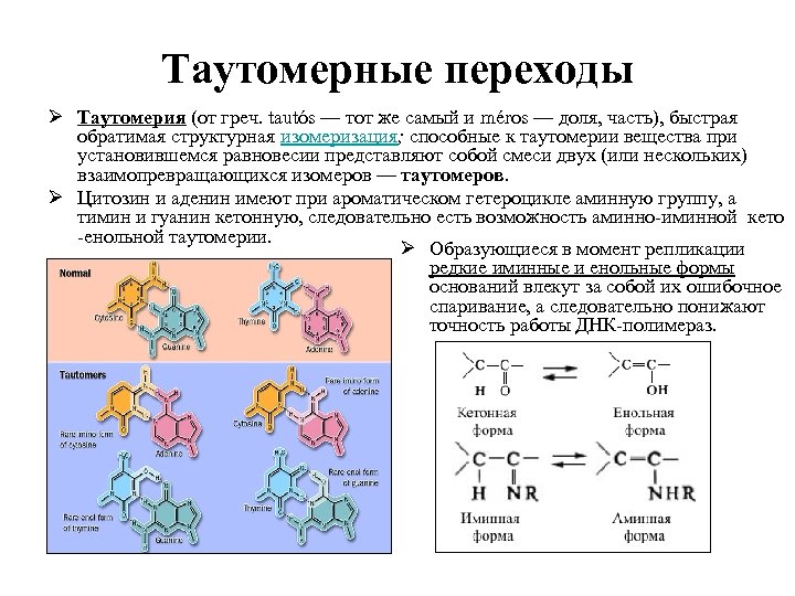 Таутомерные переходы Ø Таутомерия (от греч. tautós — тот же самый и méros —