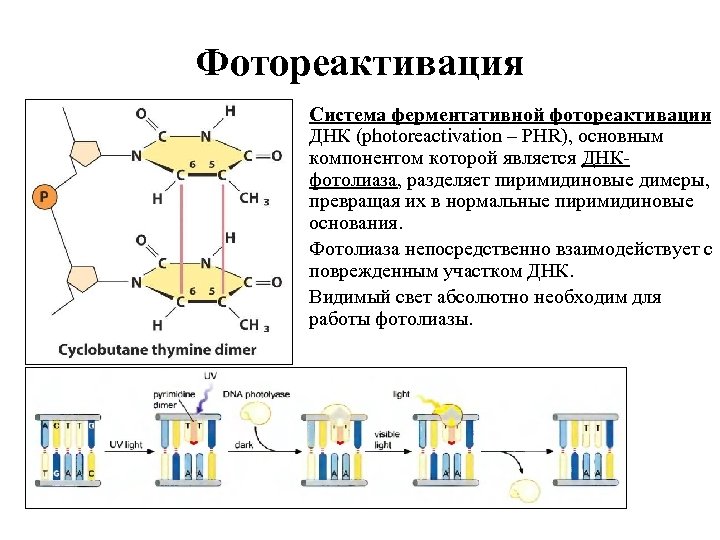 Фотореактивация Система ферментативной фотореактивации ДНК (photoreactivation – PHR), основным компонентом которой является ДНКфотолиаза, разделяет