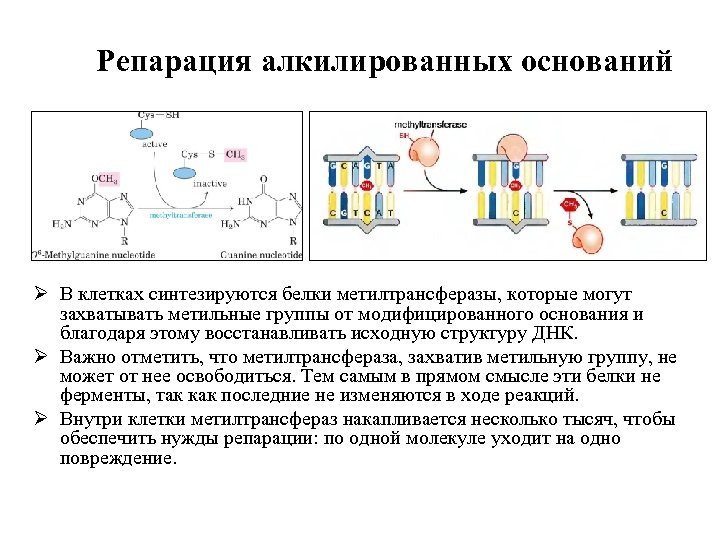 Репарация алкилированных оснований Ø В клетках синтезируются белки метилтрансферазы, которые могут захватывать метильные группы