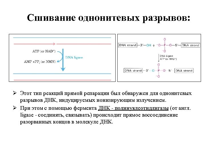 Сшивание однонитевых разрывов: Ø Этот тип реакций прямой репарации был обнаружен для однонитевых разрывов