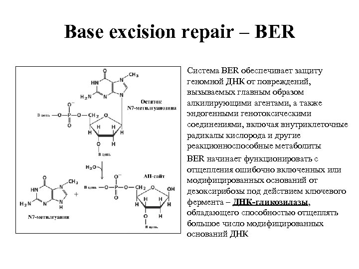 Base excision repair – BER Система BER обеспечивает защиту геномной ДНК от повреждений, вызываемых