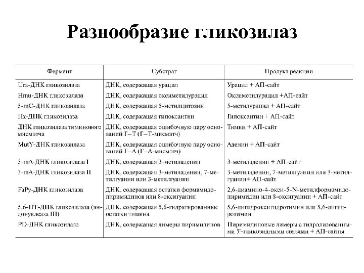 Разнообразие гликозилаз 