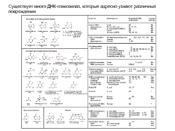 Существует много ДНК-гликозилаз, которые адресно узнают различные повреждения 