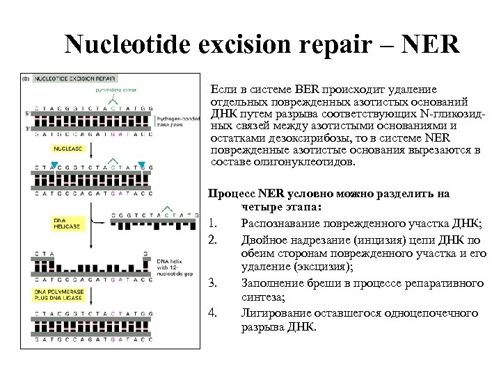 Nucleotide excision repair – NER Если в системе BER происходит удаление отдельных поврежденных азотистых