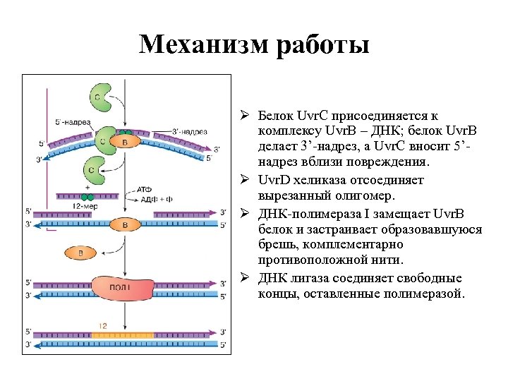 Механизм работы Ø Белок Uvr. C присоединяется к комплексу Uvr. В – ДНК; белок