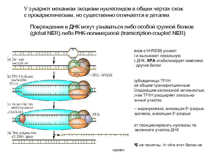 У эукариот механизм эксцизии нуклеотидов в общих чертах схож с прокариотическим, но существенно отличается
