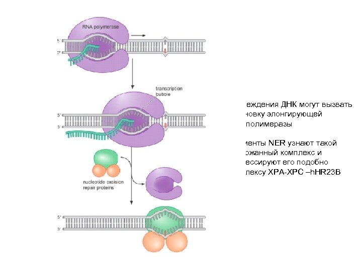 Повреждения ДНК могут вызвать остановку элонгирующей РНК-полимеразы Ферменты NER узнают такой задержанный комплекс и