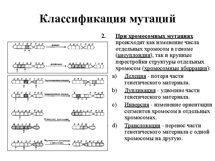 Классификация мутаций 2. При хромосомных мутациях происходят как изменение числа отдельных хромосом в геноме