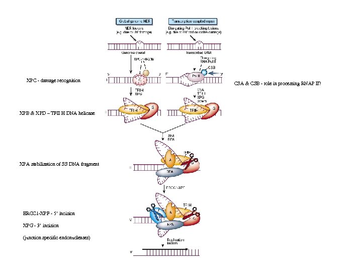 XPC - damage recognition XPB & XPD – TFII H DNA helicase XPA stabilisation