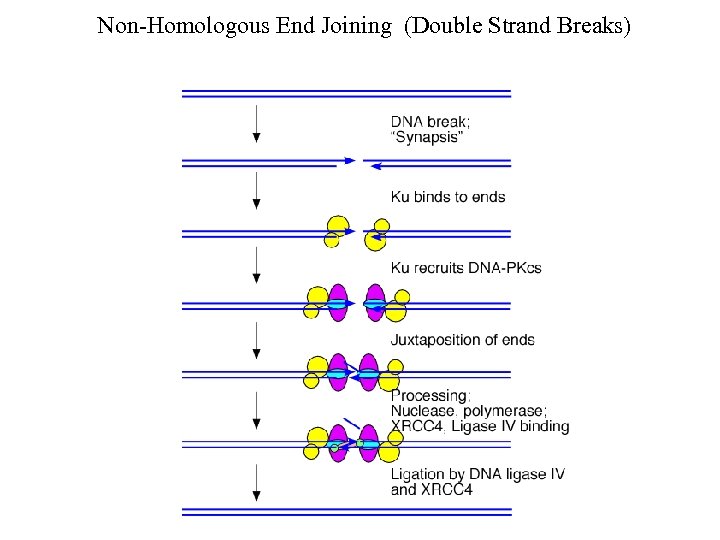 Non-Homologous End Joining (Double Strand Breaks) 