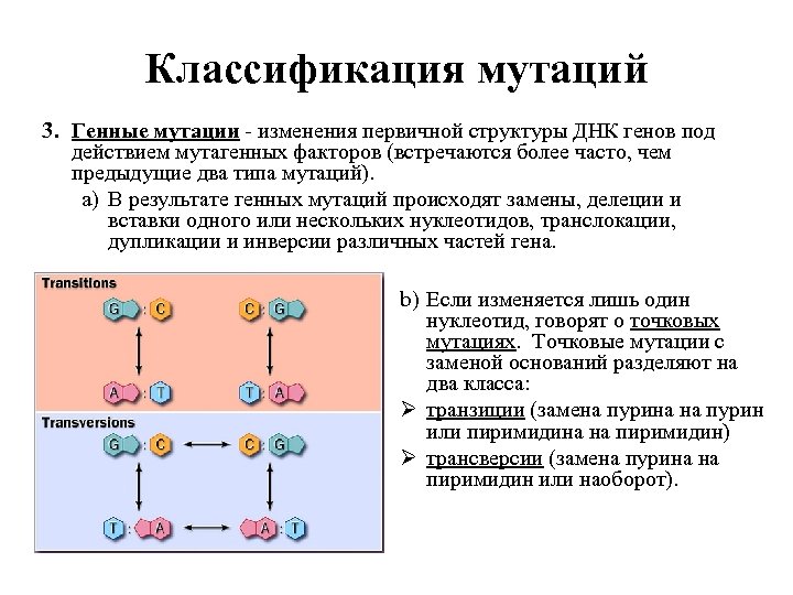Классификация мутаций 3. Генные мутации - изменения первичной структуры ДНК генов под действием мутагенных