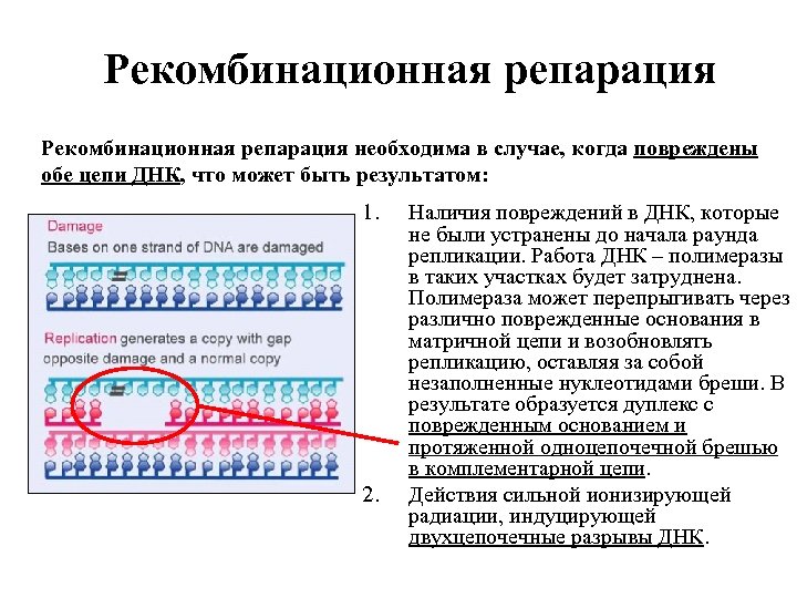 Рекомбинационная репарация необходима в случае, когда повреждены обе цепи ДНК, что может быть результатом:
