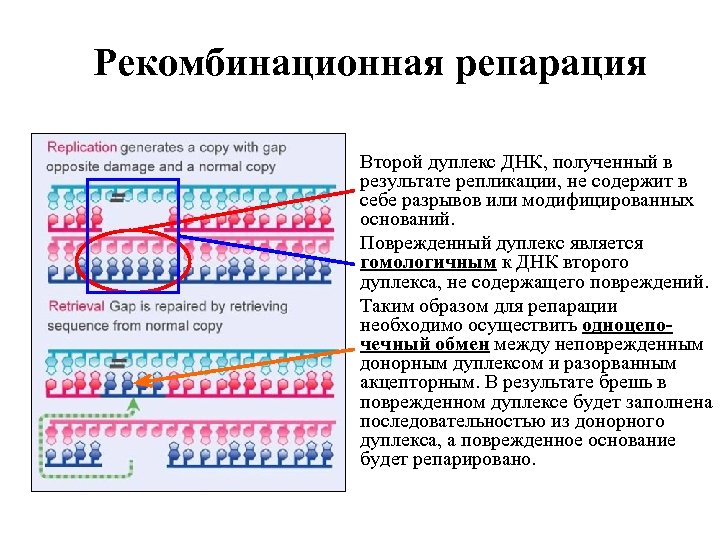 Рекомбинационная репарация Второй дуплекс ДНК, полученный в результате репликации, не содержит в себе разрывов