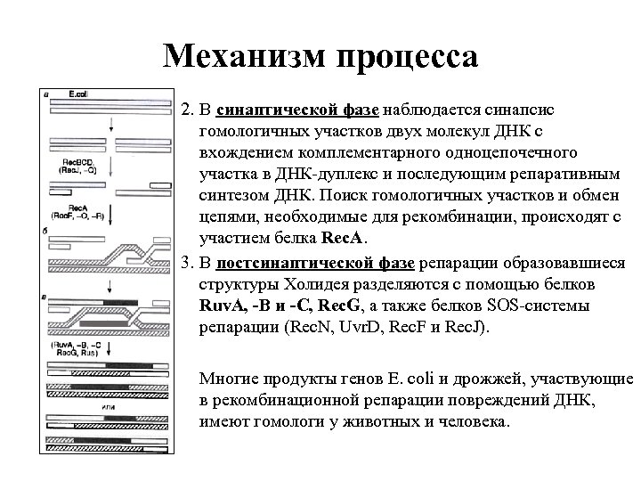 Механизм процесса 2. В синаптической фазе наблюдается синапсис гомологичных участков двух молекул ДНК с