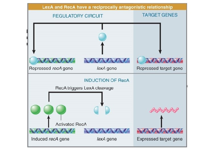 Филаменты Rec A стимулируют аутопротеолиз Lex A При снижении концентрации Lex A сначала активируются,