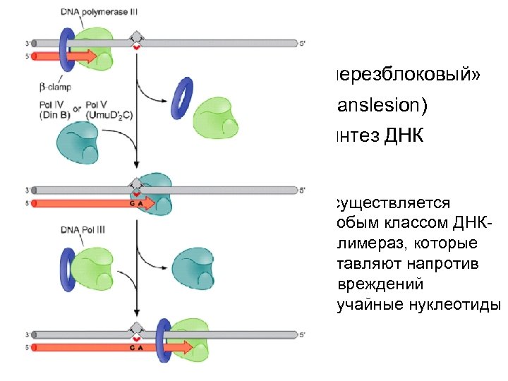  «черезблоковый» (translesion) синтез ДНК Осуществляется особым классом ДНКполимераз, которые вставляют напротив повреждений случайные