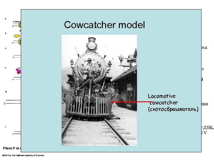  «черезблоковый» синтез катализируемой «мутасомой» (DNA pol V)” Cowcatcher model G При наличии препятствия