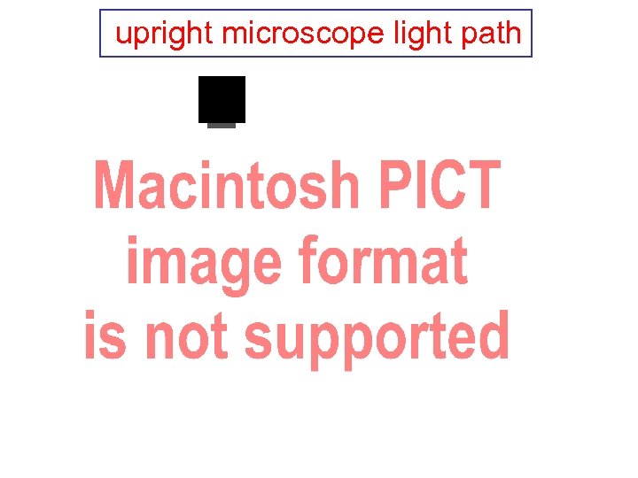 upright microscope light path 