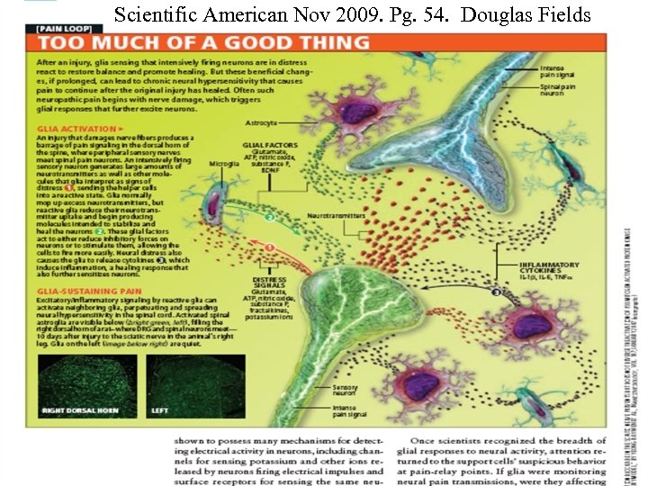 Scientific American Nov 2009. Pg. 54. Douglas Fields 