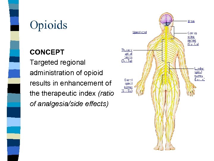 Opioids CONCEPT Targeted regional administration of opioid results in enhancement of therapeutic index (ratio