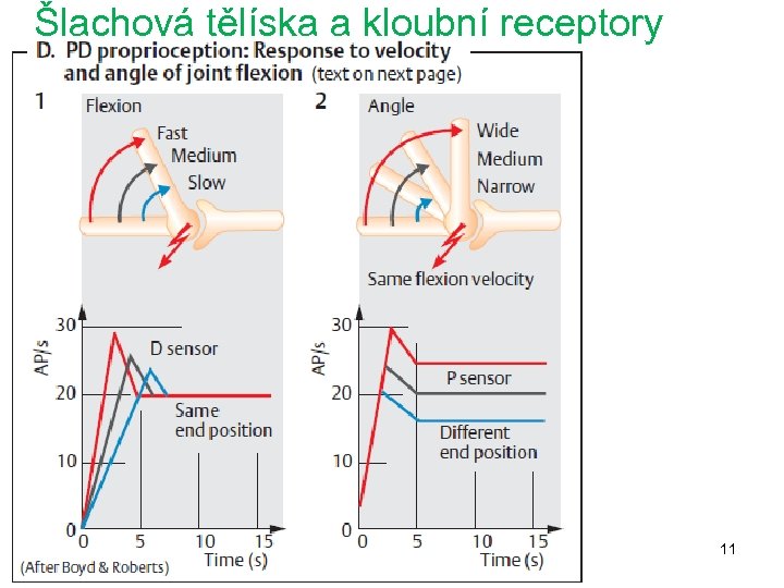 Šlachová tělíska a kloubní receptory 11 