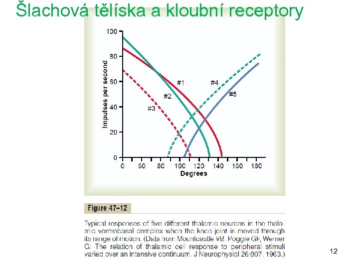 Šlachová tělíska a kloubní receptory 12 