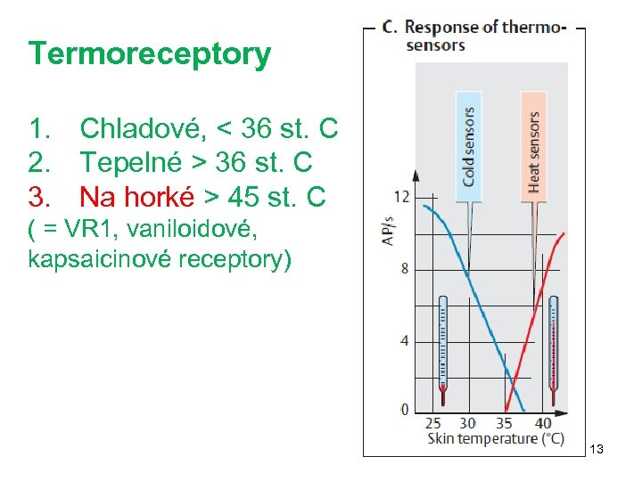 Termoreceptory 1. Chladové, < 36 st. C 2. Tepelné > 36 st. C 3.