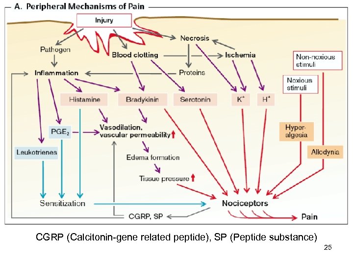 CGRP (Calcitonin-gene related peptide), SP (Peptide substance) 25 