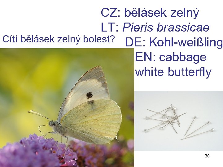 CZ: bělásek zelný LT: Pieris brassicae Cítí bělásek zelný bolest? DE: Kohl-weißling EN: cabbage