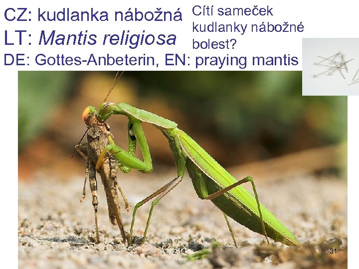 CZ: kudlanka nábožná LT: Mantis religiosa Cítí sameček kudlanky nábožné bolest? DE: Gottes-Anbeterin, EN: