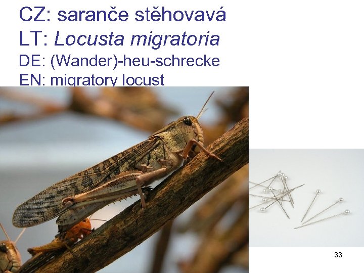 CZ: saranče stěhovavá LT: Locusta migratoria DE: (Wander)-heu-schrecke EN: migratory locust z 11 33