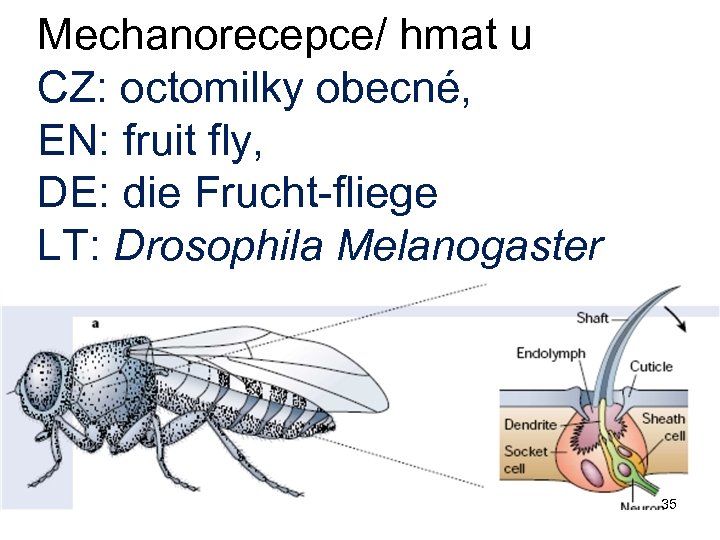 Mechanorecepce/ hmat u CZ: octomilky obecné, EN: fruit fly, DE: die Frucht-fliege LT: Drosophila