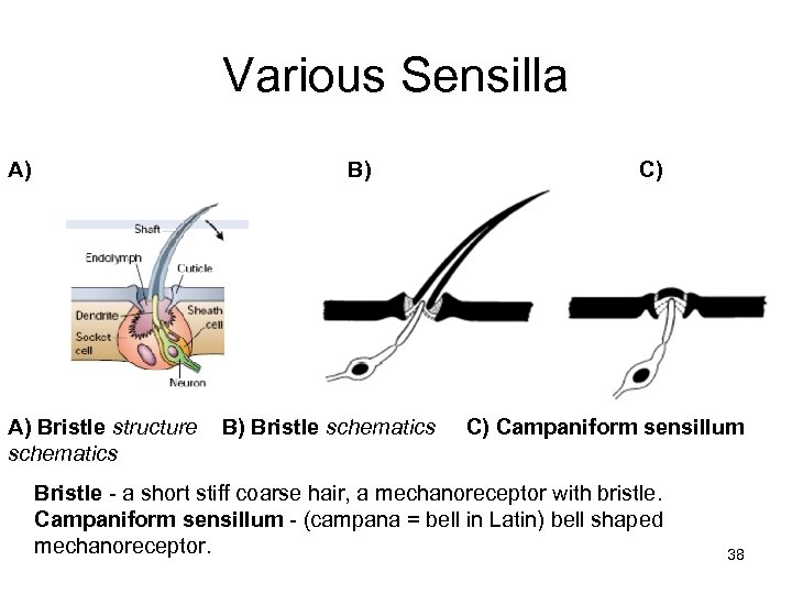 Various Sensilla A) B) A) Bristle structure schematics B) Bristle schematics C) C) Campaniform