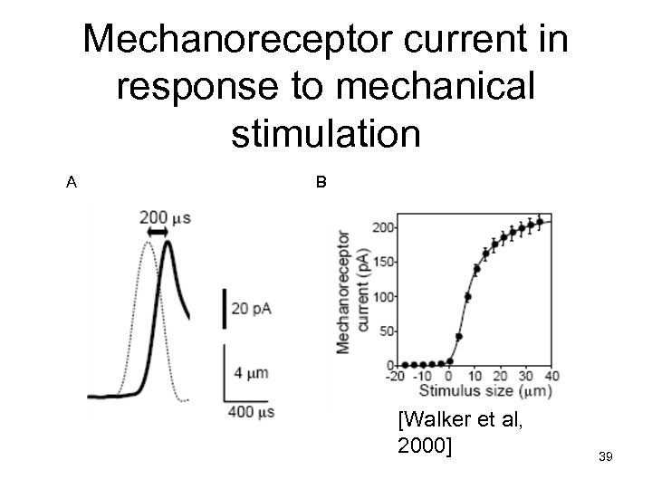 Mechanoreceptor current in response to mechanical stimulation A B [Walker et al, 2000] 39