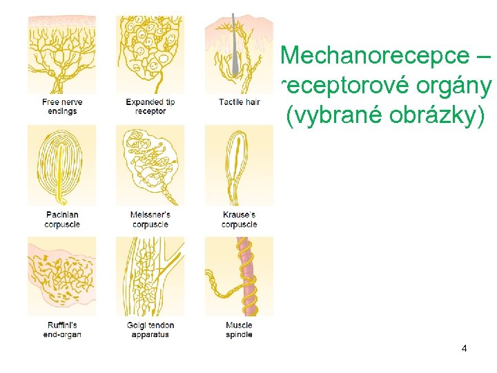 Mechanorecepce – receptorové orgány (vybrané obrázky) 4 