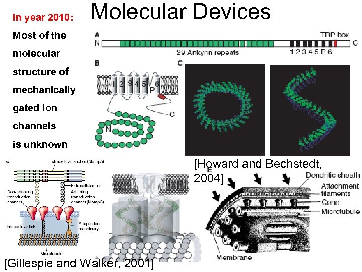 In year 2010: Molecular Devices Most of the molecular structure of mechanically gated ion