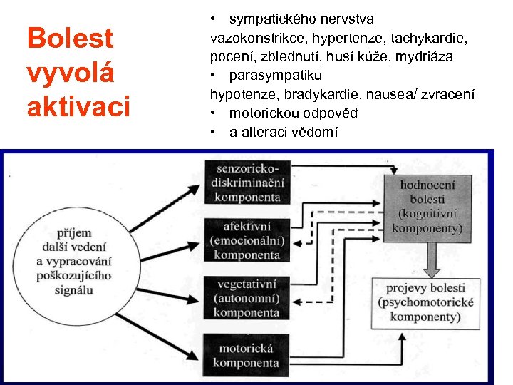 Bolest vyvolá aktivaci • sympatického nervstva vazokonstrikce, hypertenze, tachykardie, pocení, zblednutí, husí kůže, mydriáza