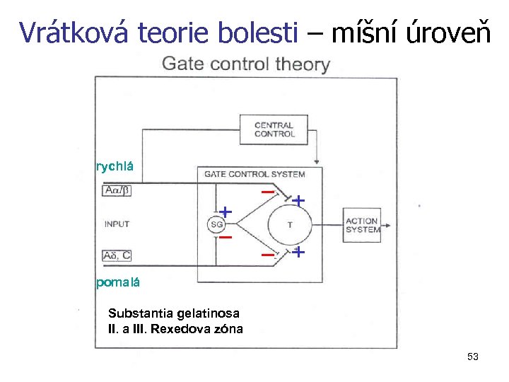 Vrátková teorie bolesti – míšní úroveň rychlá pomalá Substantia gelatinosa III. Rexedova zóna 53