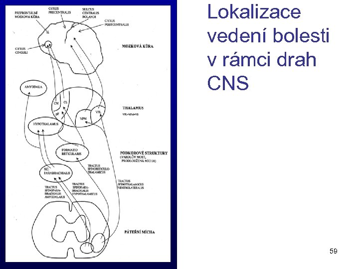 Lokalizace vedení bolesti v rámci drah CNS 59 