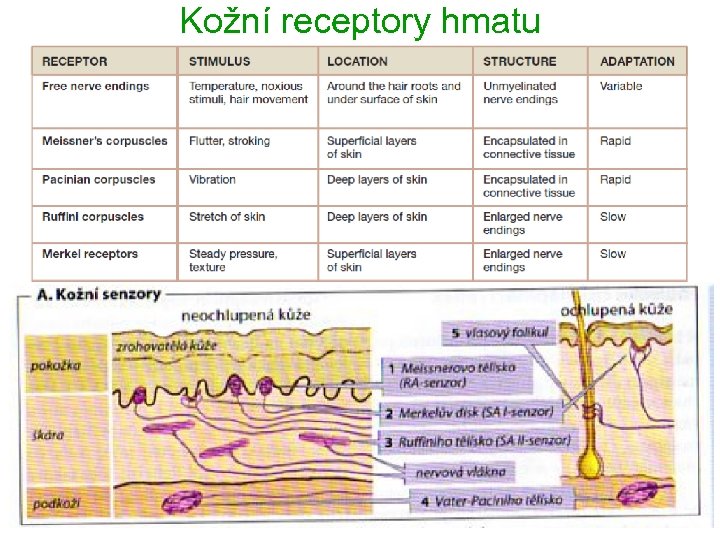 Kožní receptory hmatu 6 