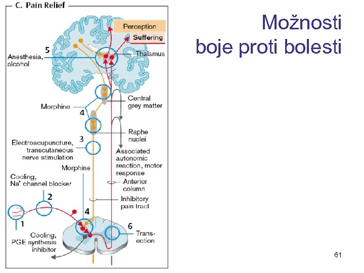 Možnosti boje proti bolesti 61 